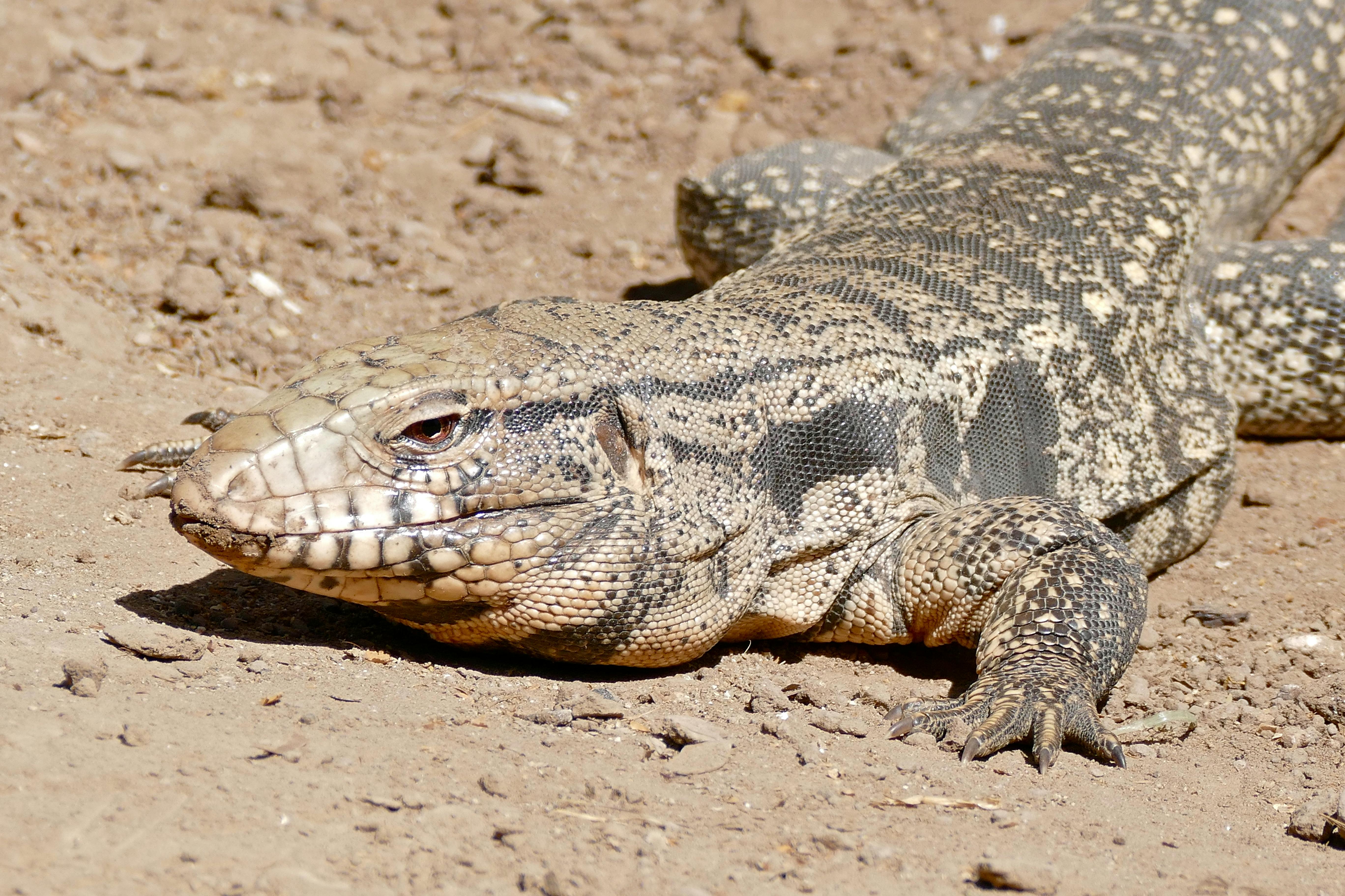 Reptiles | One Earth